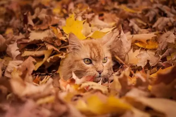 kedi2.webp