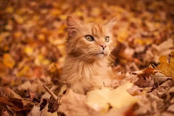 kedi2b.webp