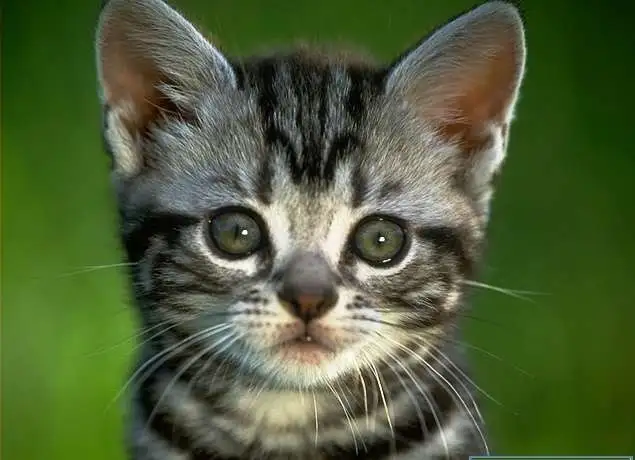 kedi35iy0.webp
