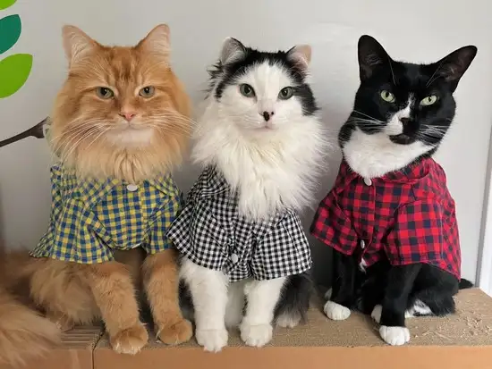 kedi4 (1).webp