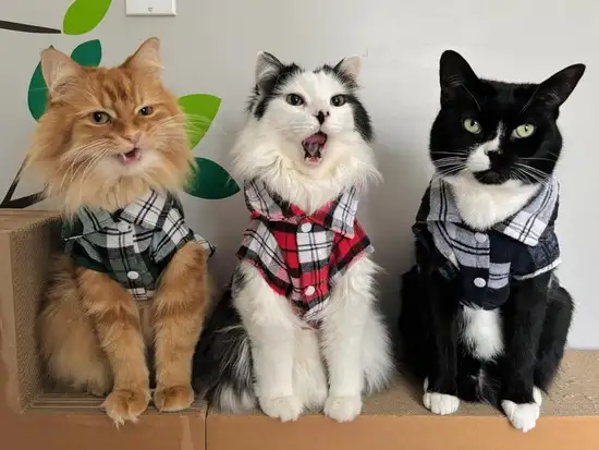 kedi4 (10).webp