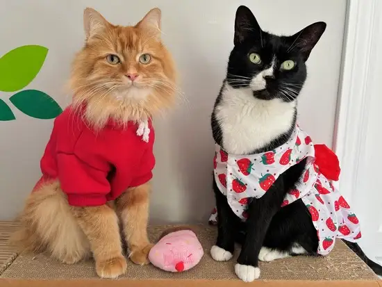 kedi4 (3).webp