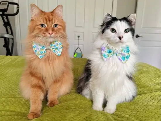 kedi4 (4).webp