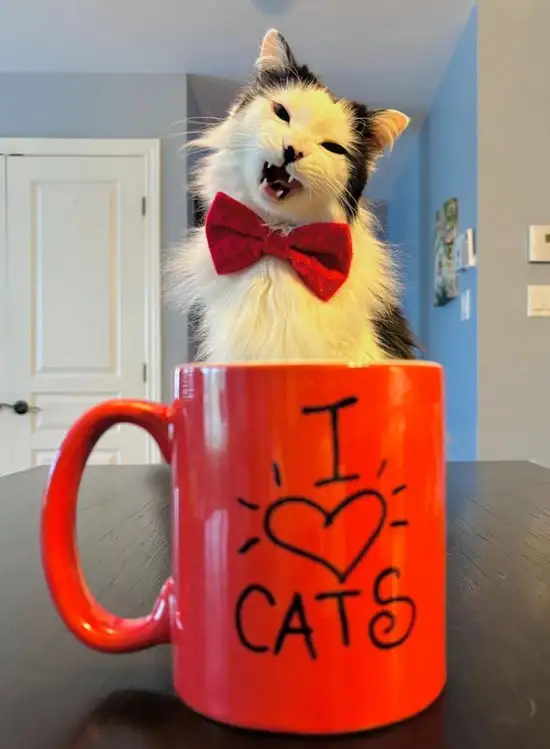 kedi4 (5).webp