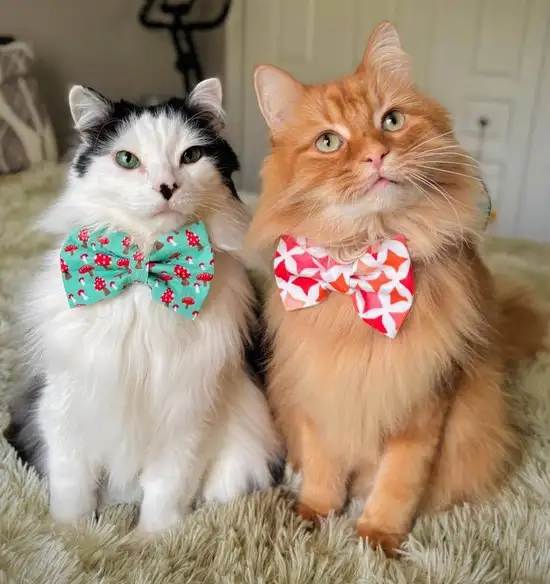 kedi4 (6).webp