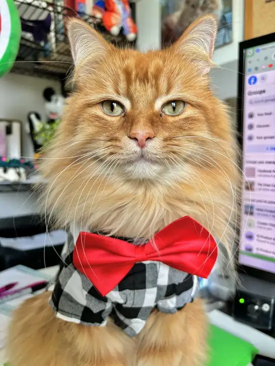 kedi4 (7).webp
