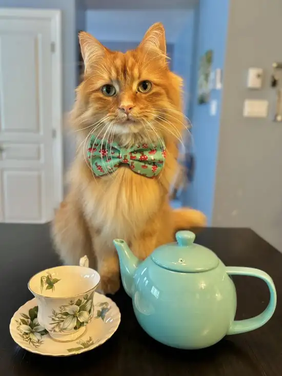 kedi4 (8).webp