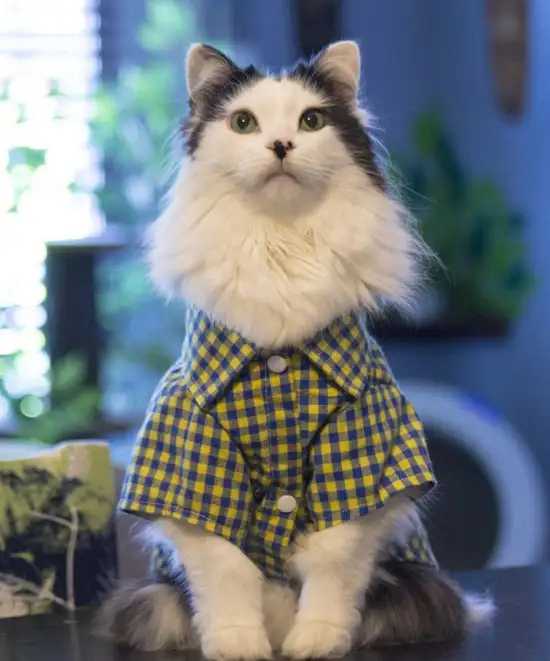 kedi5 (3).webp