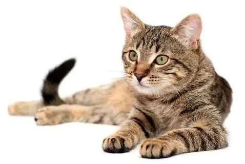 kedi51.webp