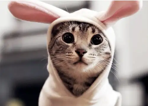 kedi7.webp