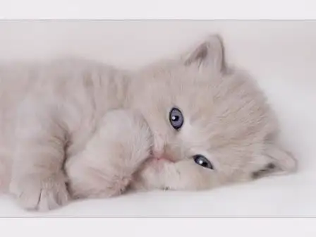 kedi73.webp