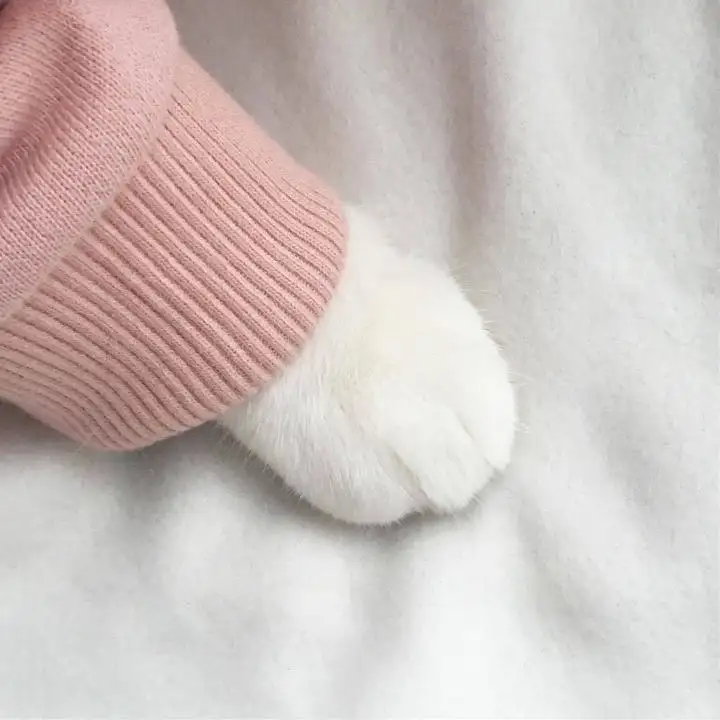 kedi74.webp