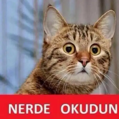 kedi_1.webp