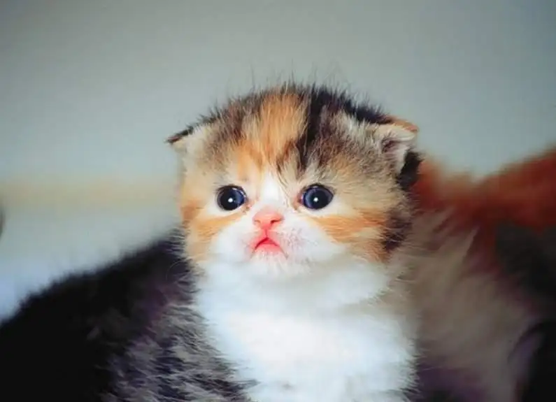 kedi_4.webp