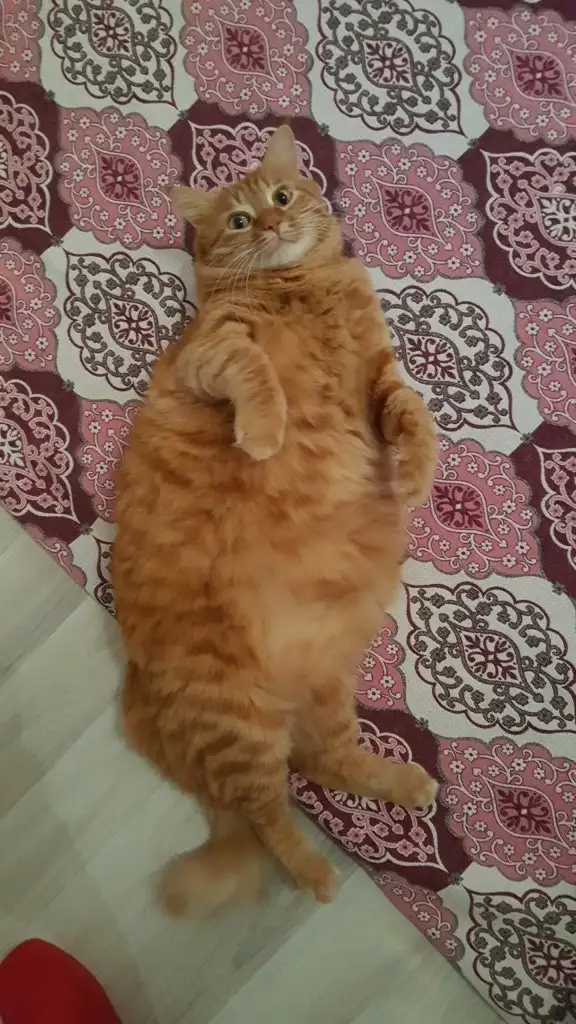kedi_hamile_kalir_mi.webp