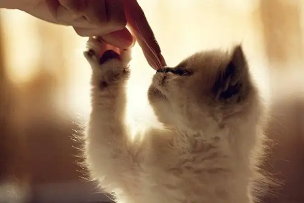 kedi_sizofren.webp