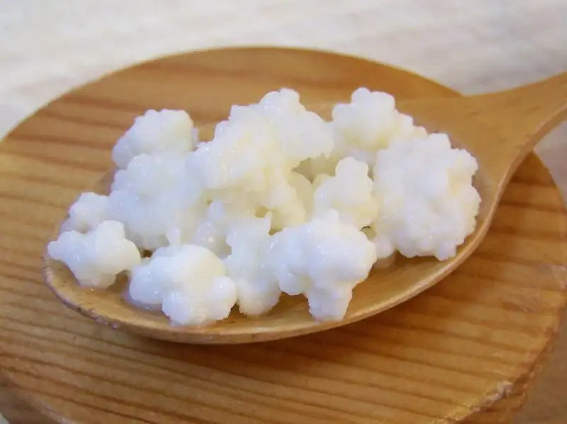 kefir.webp