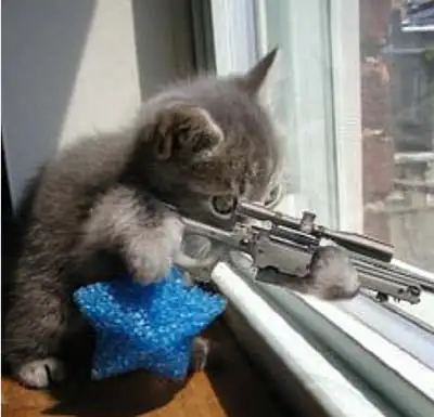 killercat2.webp