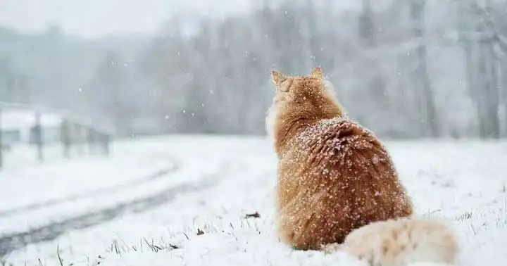 kışın yol gözleyen kedi.webp