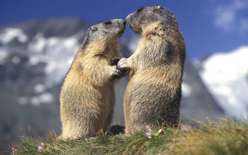 kissing-alpine-marmots-on-a-mountain-in-austria.jpg