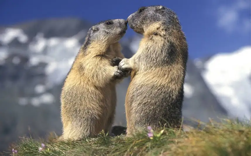 kissing-alpine-marmots-on-a-mountain-in-austria.webp