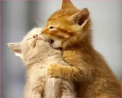 kitten giz 16.webp