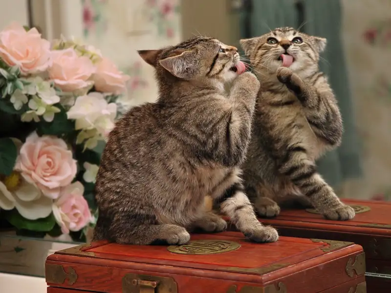 kitten_mirror1.webp