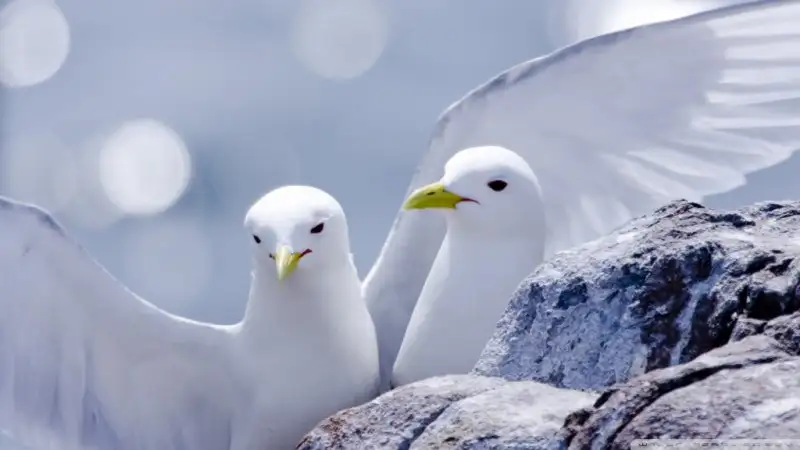 kittiwakes-wallpaper-1024x576.webp