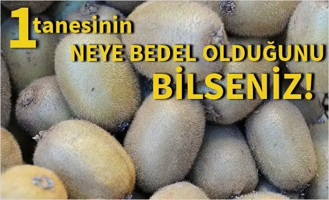 kivi.webp