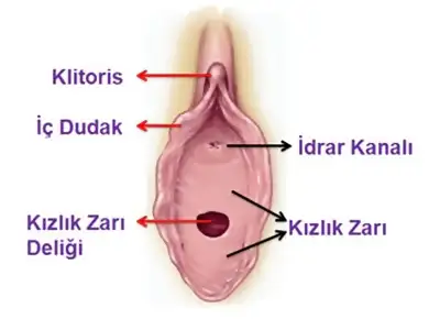 kizlik_zari_yapisi.webp
