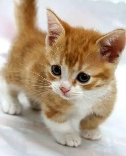 kk (10).webp