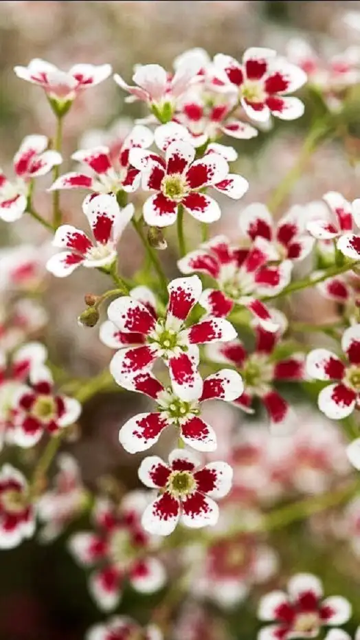kk (15).webp