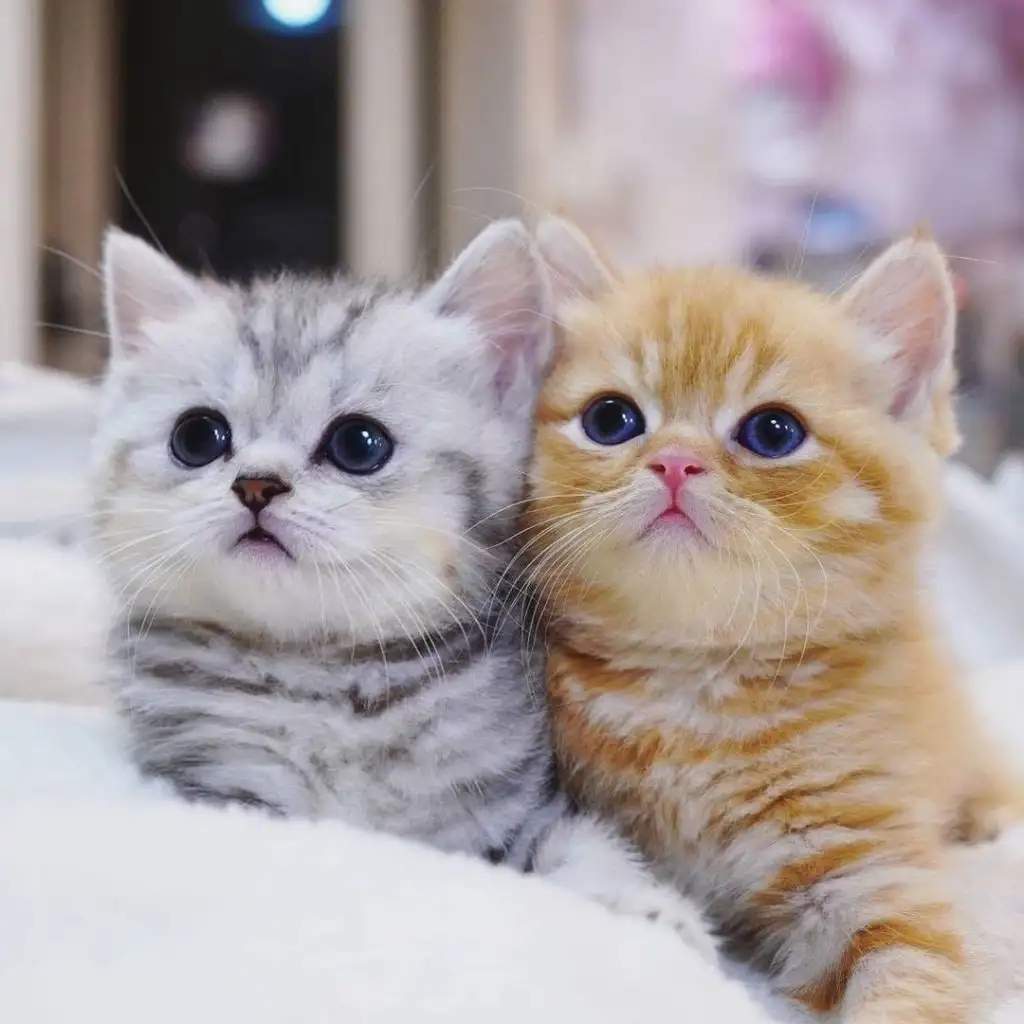 kk cat (1).webp