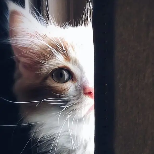 kk cat (2).webp