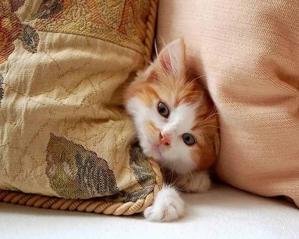 kk cat 2.webp
