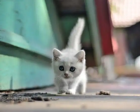 kk cat (4).webp