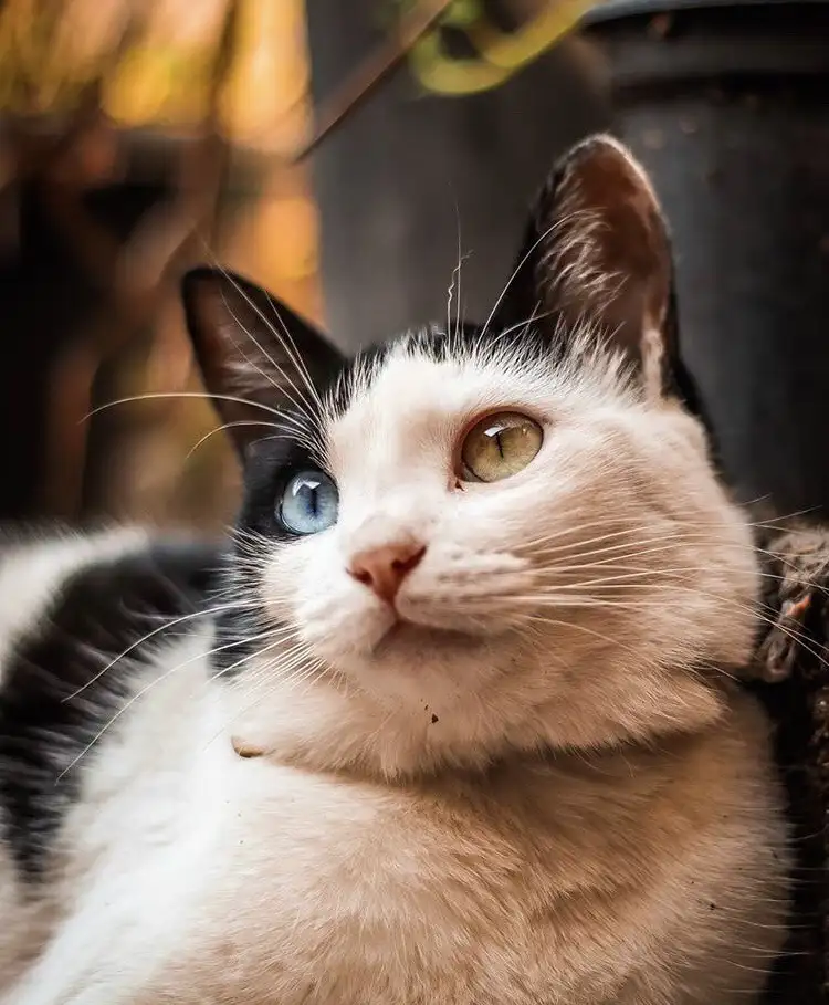 kk cat (5).webp