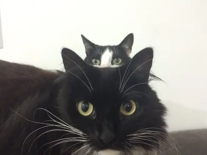 kk cat 5.jpg