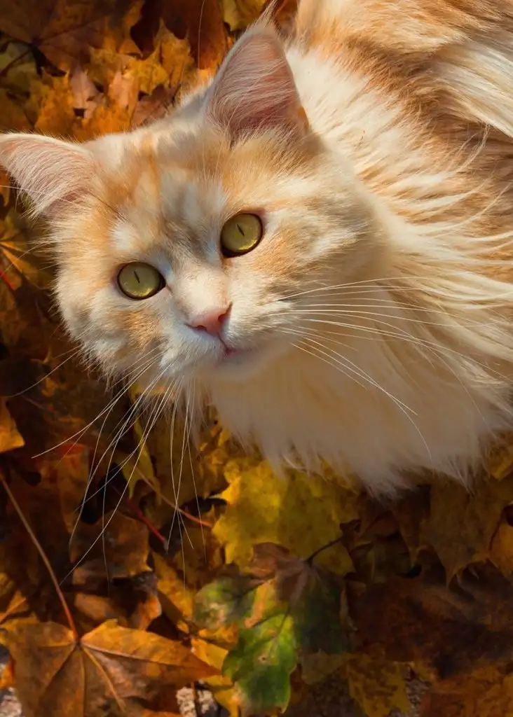 kk cat (6).webp