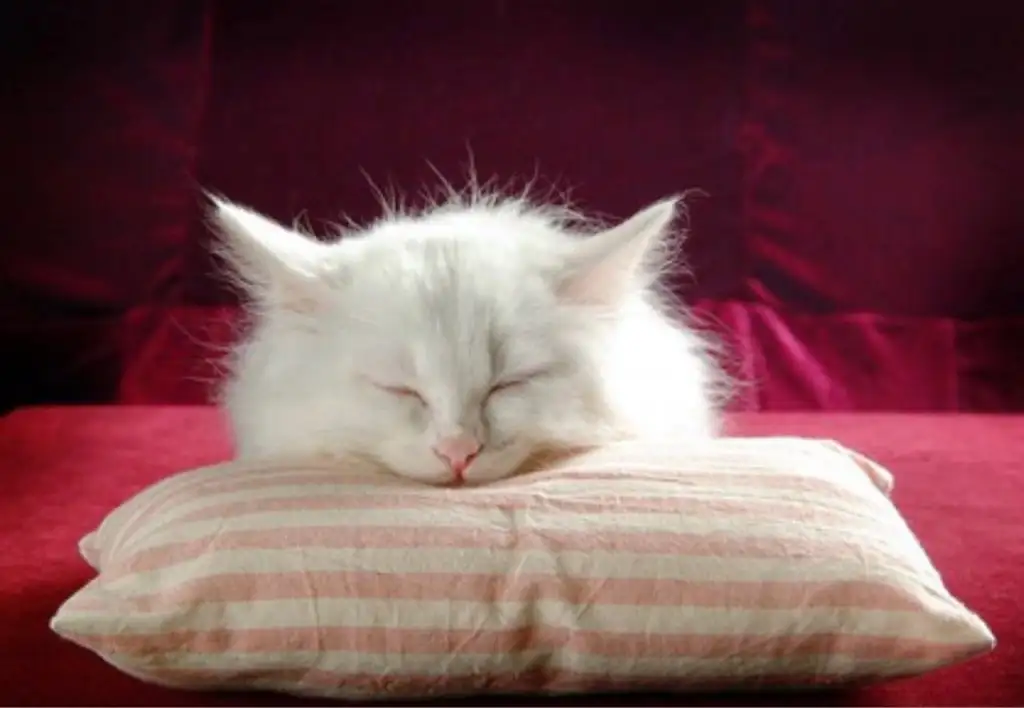 kk cat 6.webp