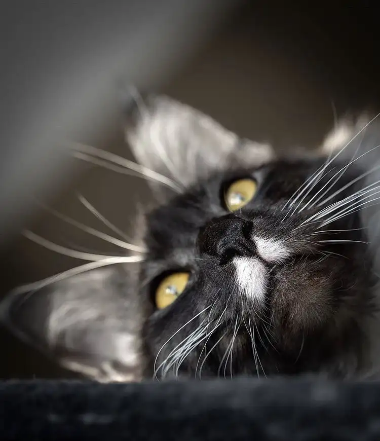 kk cat (7).webp