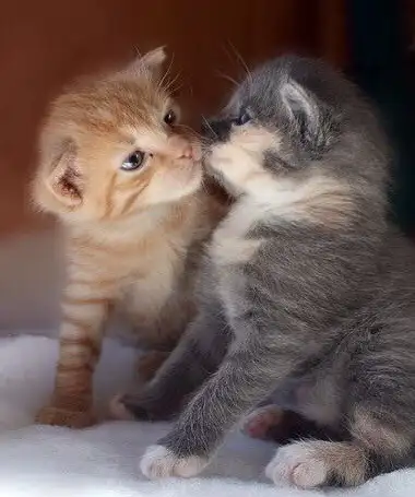 kk cat (8).webp