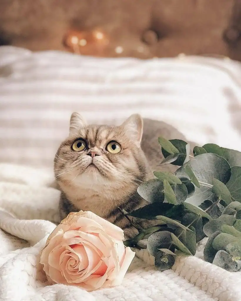 kk cat1.webp
