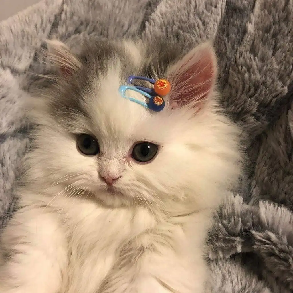 kk cat1bfg.webp