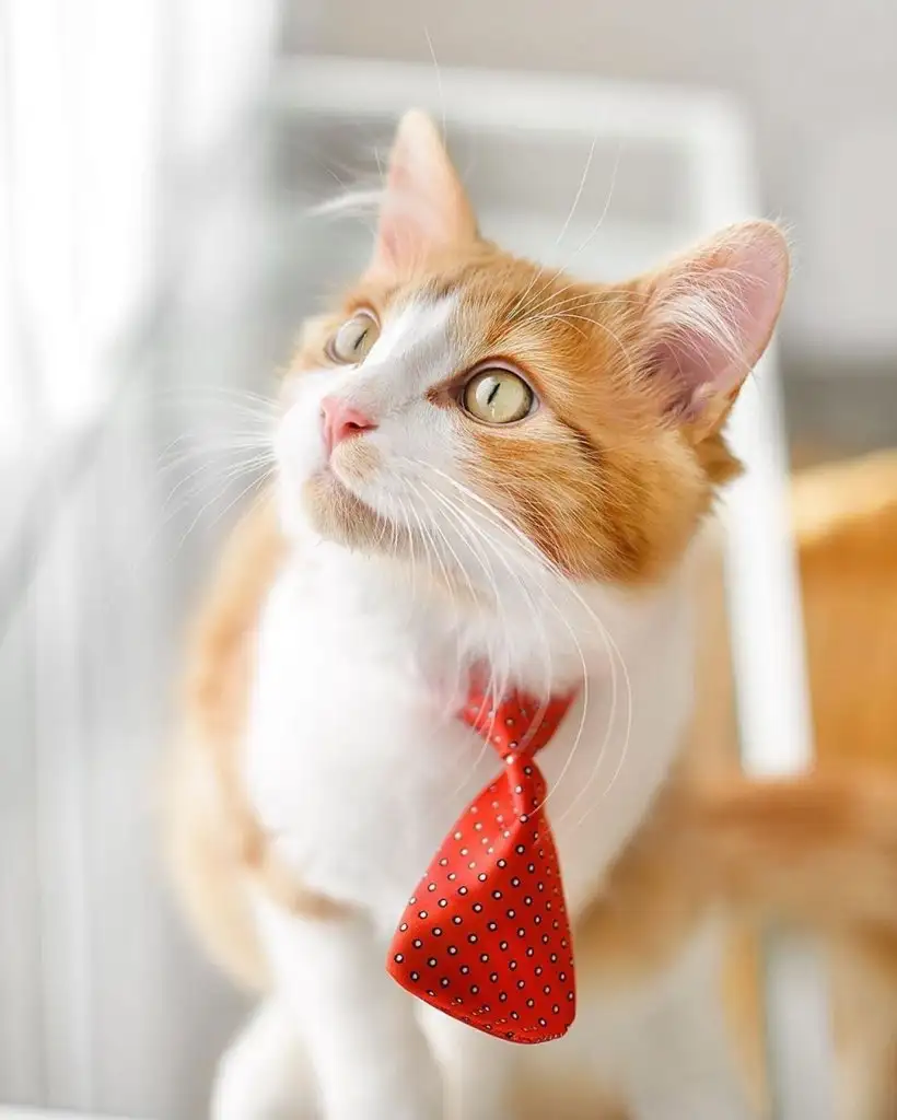 kk cat1t.webp