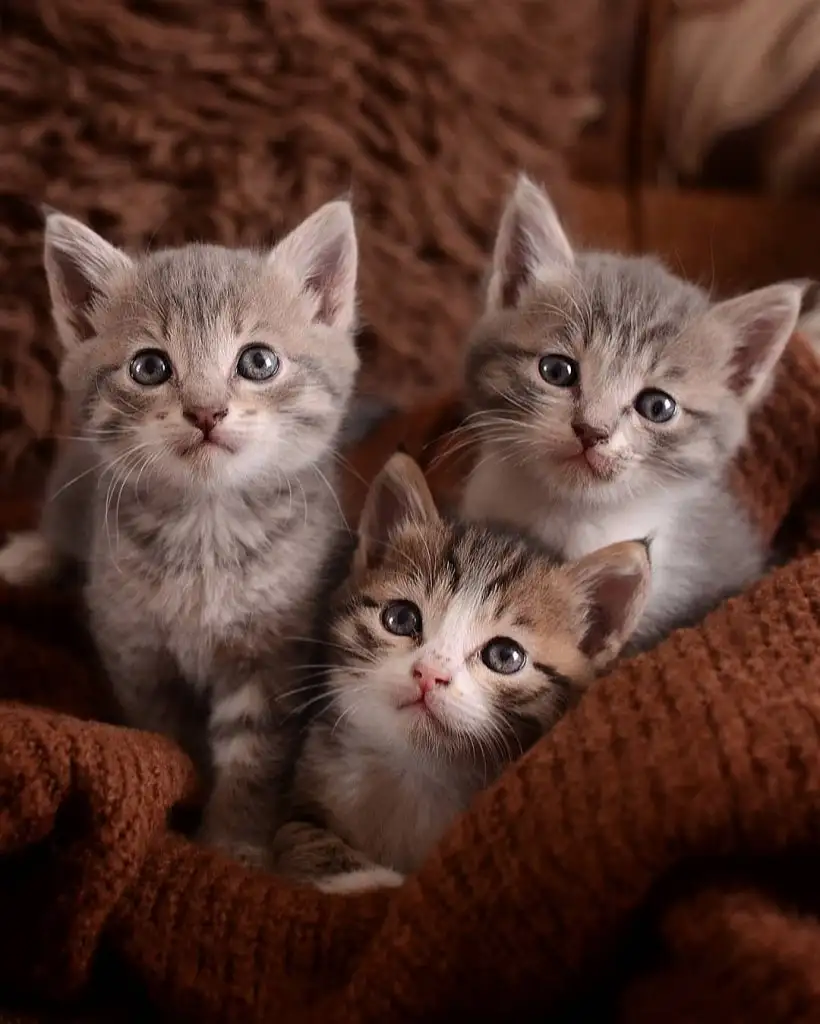 kk cat56.webp