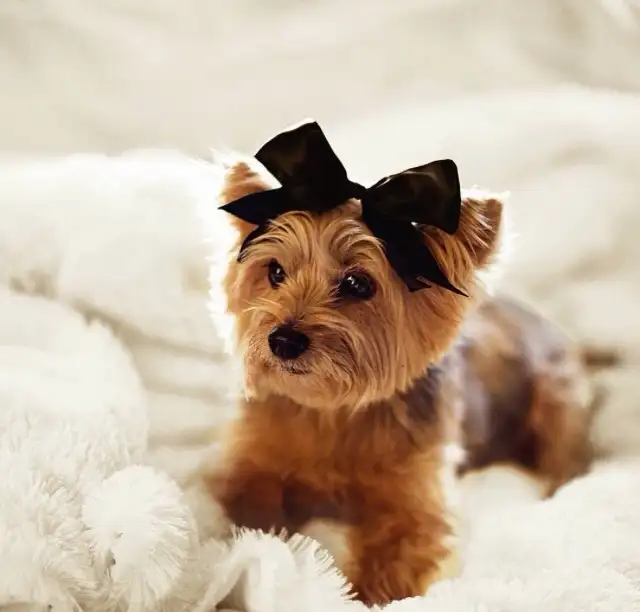 kk dog (1).webp