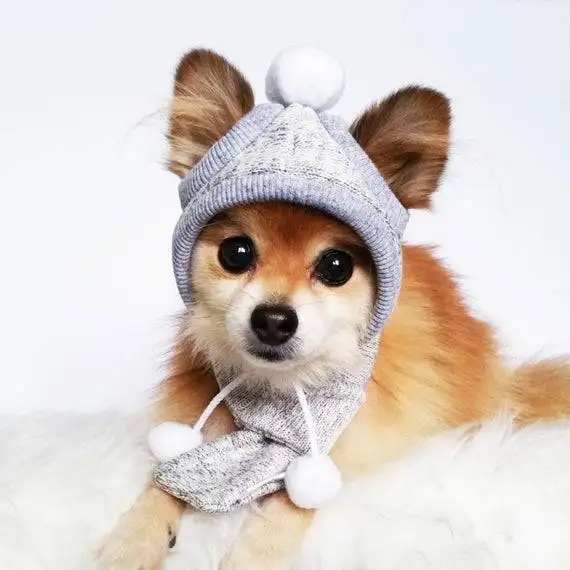 kk dog (3).webp