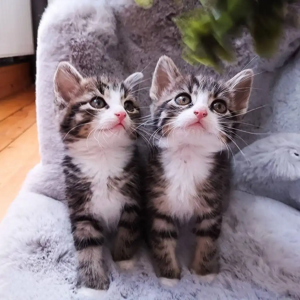 kk kedi (1).webp