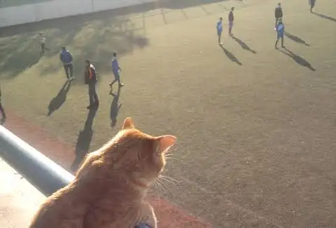 kk kedi (1).webp